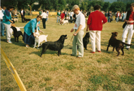 Retriever Club Show